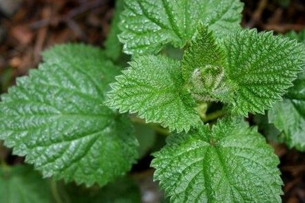 L'ortica aiuta a migliorare la potenza e rafforzare la libido